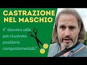 Castrazione Nel Maschio - E' Davvero Utile Per Risolvere Problemi Comportamentali?