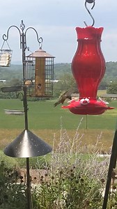So much energy! This little hummer stops by several times a day and after it gets its food turns toward my window as to say thank you. So cute! | I Love Flowers & Nature
