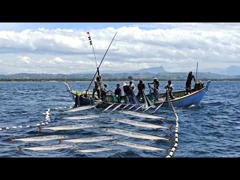 Incredible Needlefish Harvest — Massive Catch You Have to See