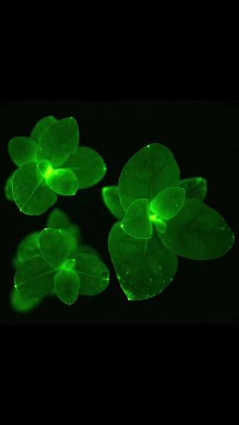 Firefly Petunia: Connect with Nature's Glow