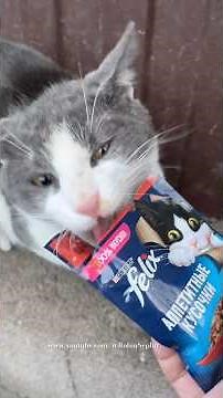 Beautiful skinny cat very hungry