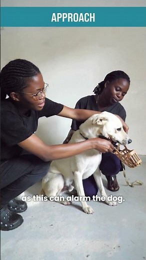 How to put a muzzle on a dog #dog #vet #veterinary #vetmed #vettech #veterinarytraining #doghandling