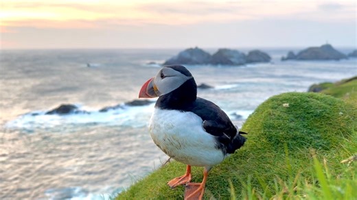 A mindful moment with a Hermaness Atlantic Puffin, overlooking Muckle Flugga lighthouse at sunset last night. A wonderful, (but very late night!) for this weeks ‘Shetland Summer Photo-tour’ guests. #puffin #atlanticpuffin #shetland #wildlifephotography #hermaness #muckleflugga | Shetland Nature