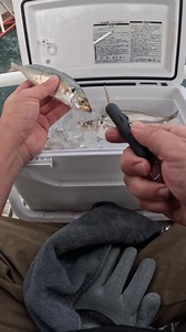 🎣 Kanama Smart Bait - Revive Dead Bait Fish. Quickly catch amberjack. . 🛒www.kanama.com . #kanama #smartbait #釣り #amberjack #fishing | Kanama