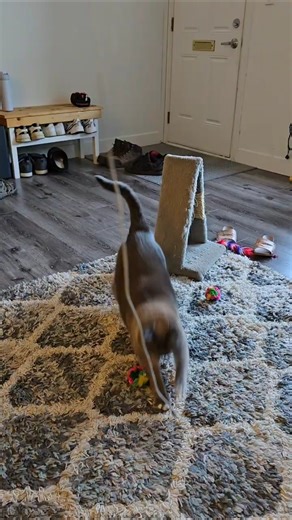 Mini laps, maximum determination 🐱#Cutecats#CatPlaytime#FelineFun#CuteCatMoments#CatZoomies#FYP