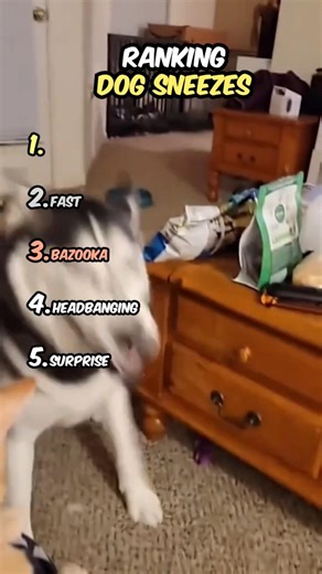 Dogs Sneezing Like Crazy 😂 You Won't Stop Laughing! #dog #cute #funny