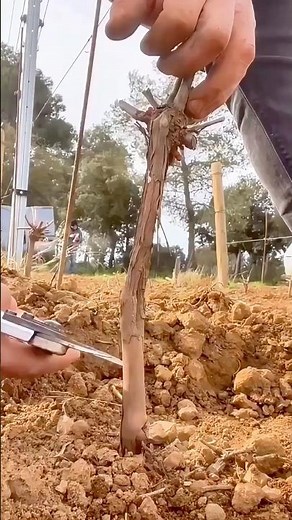 Complete guide to grapevine grafting: easy to master and help you get a good harvest!
