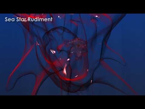 Starfish Development