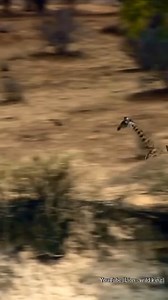 Lions trying to take down giraffe. | Eating Sounds