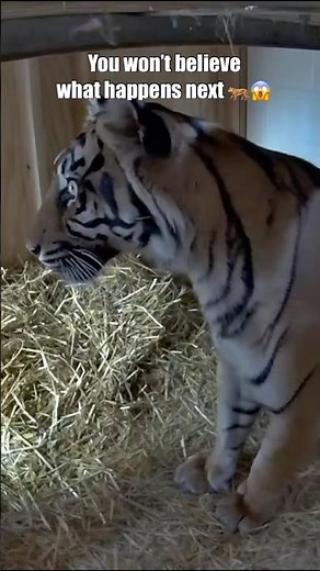 Watch Animals LIVE — Top Zoo & Aquarium Streams (Free)