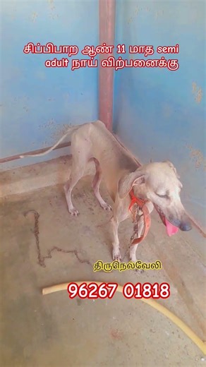chippipara male dog sale #vettai நாய் விற்பனைக்கு #vettai nai sale#panni nai