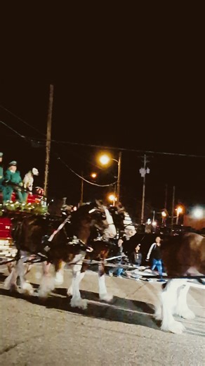 Clydesdale Horses Pulling the Budweiser Wagon