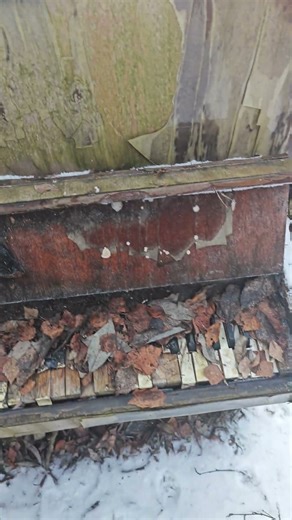 FURRY FESTIVALS #furry #fest #wintertail #furry