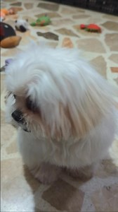 angry Chester 🤣 #shihtzu #dog #dogreels #cute #reelsfypシ #fbreelsvideo #fbreelsfypシ゚viralシ #funnyvideos #cutedogs | Cooper and Casper with Chester