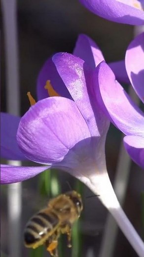 Nhạc Không Lời #zenrelaxation #soothingrelaxation #dongduvalley #relaxingmusic #peacefulpianomusic