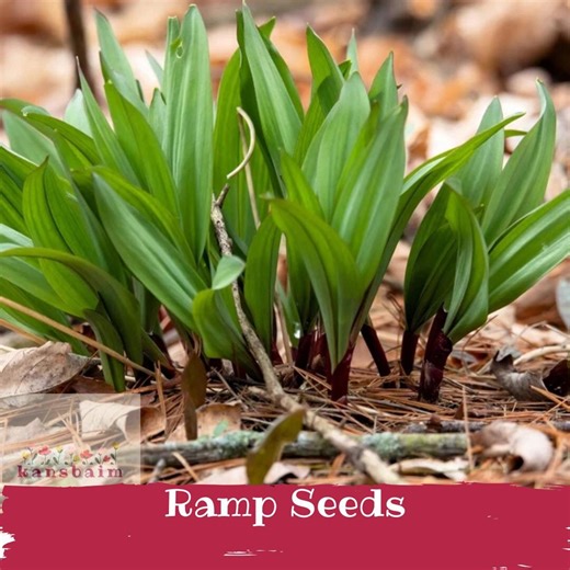 20 Ramp Seeds | Wild Leek, Heirloom Vegetable Herb (zones 3-7) - Etsy