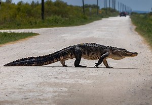 How Many Alligators Live in Florida's Lake Tohopekaliga?