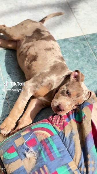 American bully xl (@mmbullysxl)’s videos with som original - American bully xl