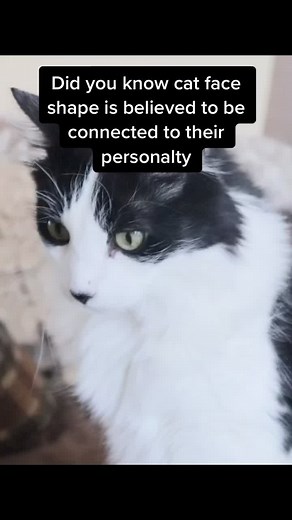 Binx the Kitty on TikTok