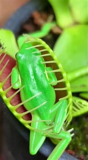 Ultimate Venus Flytrap Compilation: Nature's Perfect Trap! 🪴🪰#venusflytrap #carnivorousplant #nature