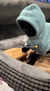 Banshee always so sad about ysera. I have so many if these in my drafts #kittens #yseratok #yserasarmy #catsoftiktok #merryandpippin | Ysera