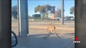More rogue roos have been on the hop around Adelaide. They are being spotted in places they have rarely been seen before including right outside Channel 7. 7NEWS Adelaide at 6pm | www.7NEWS.com.au #7NEWS | 7NEWS Adelaide