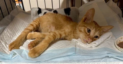 車に轢かれ意識混濁、半身麻痺で右目も動かない「回復が難しい」と言われた子猫をそれでも保護活動家が介護する理由