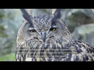 10 Amazing Owl Facts You Didn’t Know 🦉 (Secrets of the Night!)