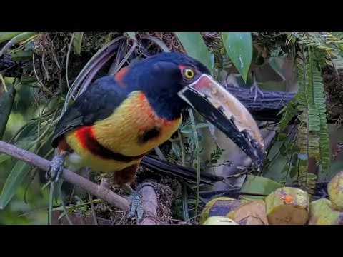Beautiful Collared Aracari Carves Out Bites From Plantain In Panama | Jan. 23, 2026