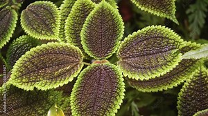 Close up footage of the vibrant and textured leaves of a Moon Valley Pilea, Pilea involucrata, also known as the Friendship Plant, thriving within a lush botanical garden in Hawaii.