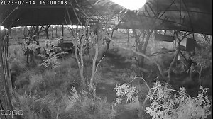 68 reactions | Genet Cam! Willow and Ember, our Common spotted...