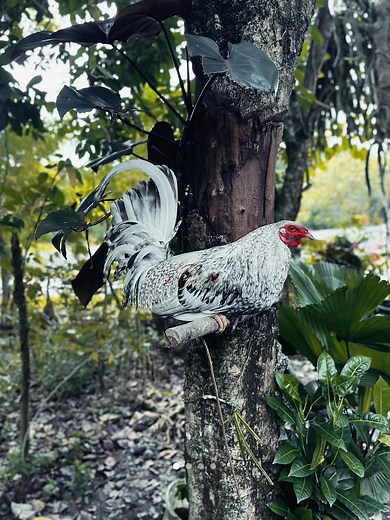 FEW MANOK PICS!!! More Manok to Come #starseverywherefypシ゚viralシypシ゚viralシhtag #gamefowlbreeder #sabong | Jojo's Backyard Farm