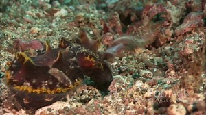 Ocean Footage: Stock Video Demo