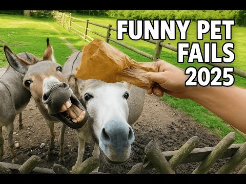 You’ll Laugh Till You Cry 🤣 Funniest Animal Moments Ever!