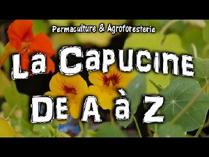 LA CAPUCINE 🌸 DE A à Z SEMER & PLANTER + SES ATOUTS SANTÉ & JARDIN POTAGER EN PERMACULTURE