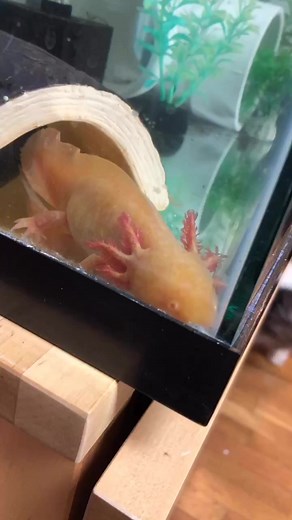 Blink the Axolotl Relaxing and Laying Eggs - Breeding Tank Update