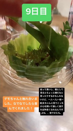 Candy Pop - TWICEを使っているtommy (@3185590fgdhfcbj)の動画