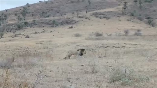 Thinking about Tanzania Safari,here are everything you need to know to plan the perfect trip and why is best for unforgettable wildlife adventure . Find out what make Tanzania so special For booking or inquiries Whatsapp 255742235772 Email info@niceafricanadventure.com Visit www.niceafricanadventure.com #TanzaniaSafari #TravelAfrica #WildlifeAdventure #ExploreTanzania #SafariExperience #NgorongoroCrater #TarangireNationalPark #BigFive #SafariLife #TravelGoals #NatureLovers #GroupSafari #BucketLi