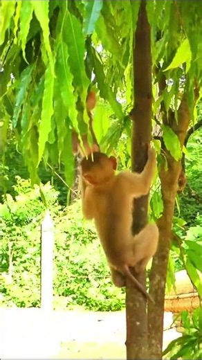 Monkey species: An accident happened when the baby monkey was playing in a tree and fell.
