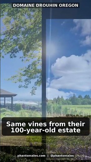 French Wine Dynasty Bets Big on Oregon #Shorts