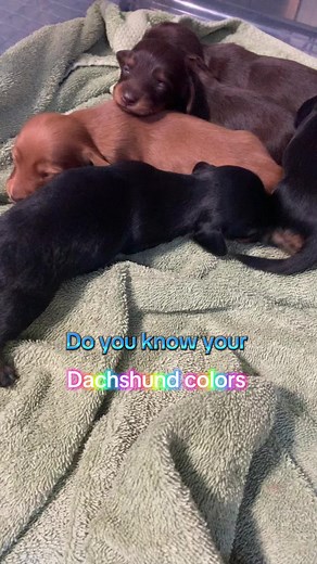 In this litter we had Chocolate and Tan, Black and Tan, and ee Red puppies. Dachshunds come in many different colors and patterns. #dachshund #fyp #puppy #foryoupage