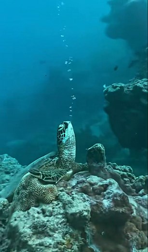 #CaptainsCapture 【Turtles Blowing Bubbles: Not Just Cute, Here’s Why!】 🐢Ever seen a turtle blow bubbles underwater? It’s not just for show—they’re regulating their breathing and buoyancy! Turtles store air in their lungs and slowly exhale to keep their bodies balanced. Researchers found this often happens when they’re relaxed, and it even helps clean their nasal passages. Next time you see a turtle “blowing bubbles,” give it a gentle, admiring glance👀! 📷 @natgeomagarab #MarineLife #Turtles #N