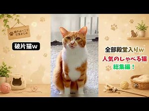 全部殿堂入りw人気のしゃべる猫【総集編】
