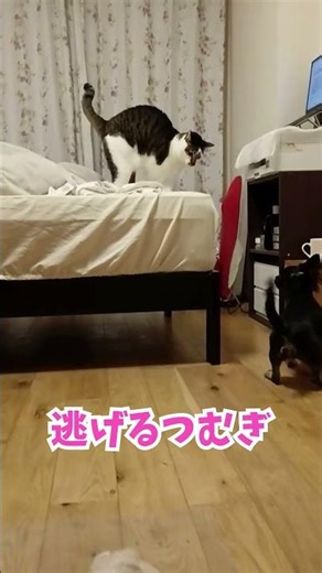 【子犬vs猫】#チワワ#子犬#猫#犬と猫#猫パンチ#ペット動画#多頭飼い#Shorts