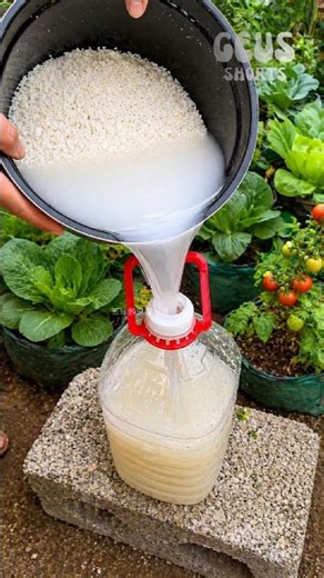 How to Turn Kitchen Waste into Organic Fertilizer