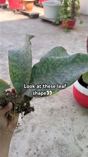 Have You Seen Snake Plant Roots Like This? 👀🌱