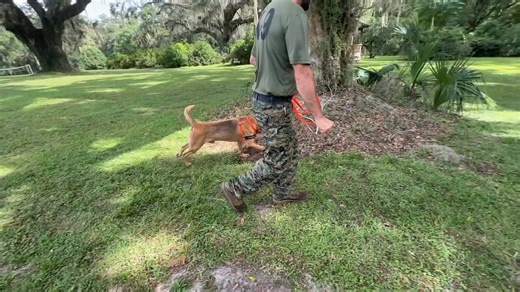 K9 Tracking Competition 🐕 K9 units from across the state of Florida gathered in Brooksville recently for the Florida Department of Corrections 2025 Statewide K9 Tracking and Training event. Showcasing the top-qualifying K9 tracking teams’ abilities from across the state. Spectrum Bay News 9 Corrections Foundation Florida Department of Corrections | Calvin Lewis TV