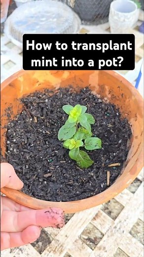How to transplant mint into a pot? #mint #herbgarden #growyourownfood