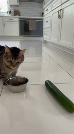 Cat vs Cucumber: Instant Regret