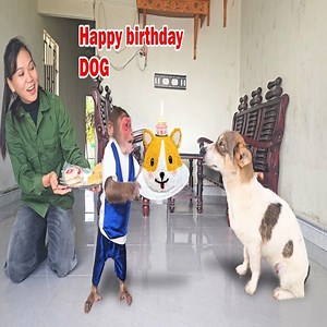 6.3K views · 217 reactions | SU Secretly Organized A Surprise Birthday Party For Dog l Funny & Cute Dog Moments #reels #reelfb #funny #fyp #adorable #animal #monkey #babymonkey #MonkeyBaby #monkeys #animals | LaLa Monkey | Facebook